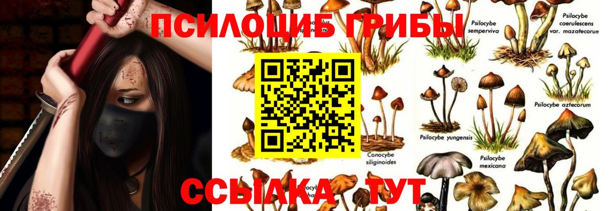 как найти наркотики  Вход с VPN  Курган  Галлюциногенные грибы GOLDEN TEACHER  Галлюциногенные грибы Cubensis 
